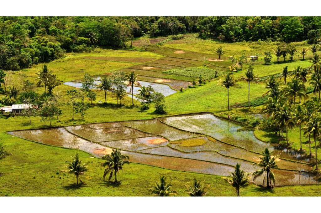 Rice fields in Indonesia.