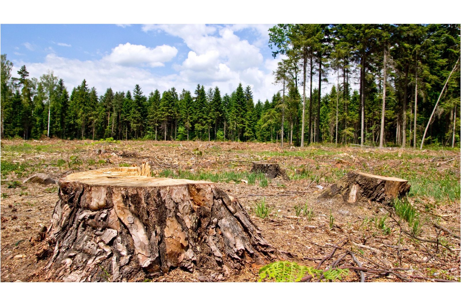 Vanishing Forests and Disappearing Species: How Landscapes Were Transformed