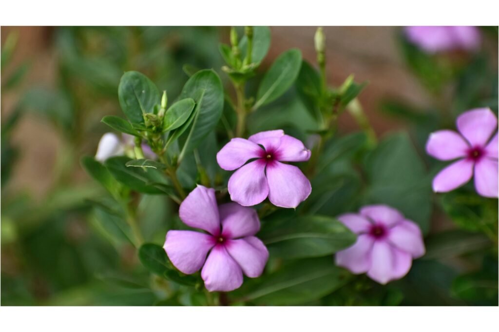 Catharanthus roseus, commonly known as the Madagascar periwinkle.