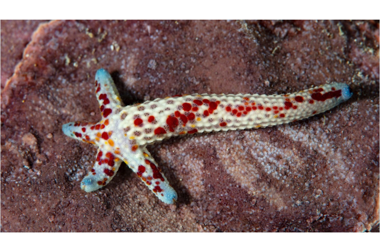 Starfish With No Brain, No Blood — And Incredible Regeneration Skills