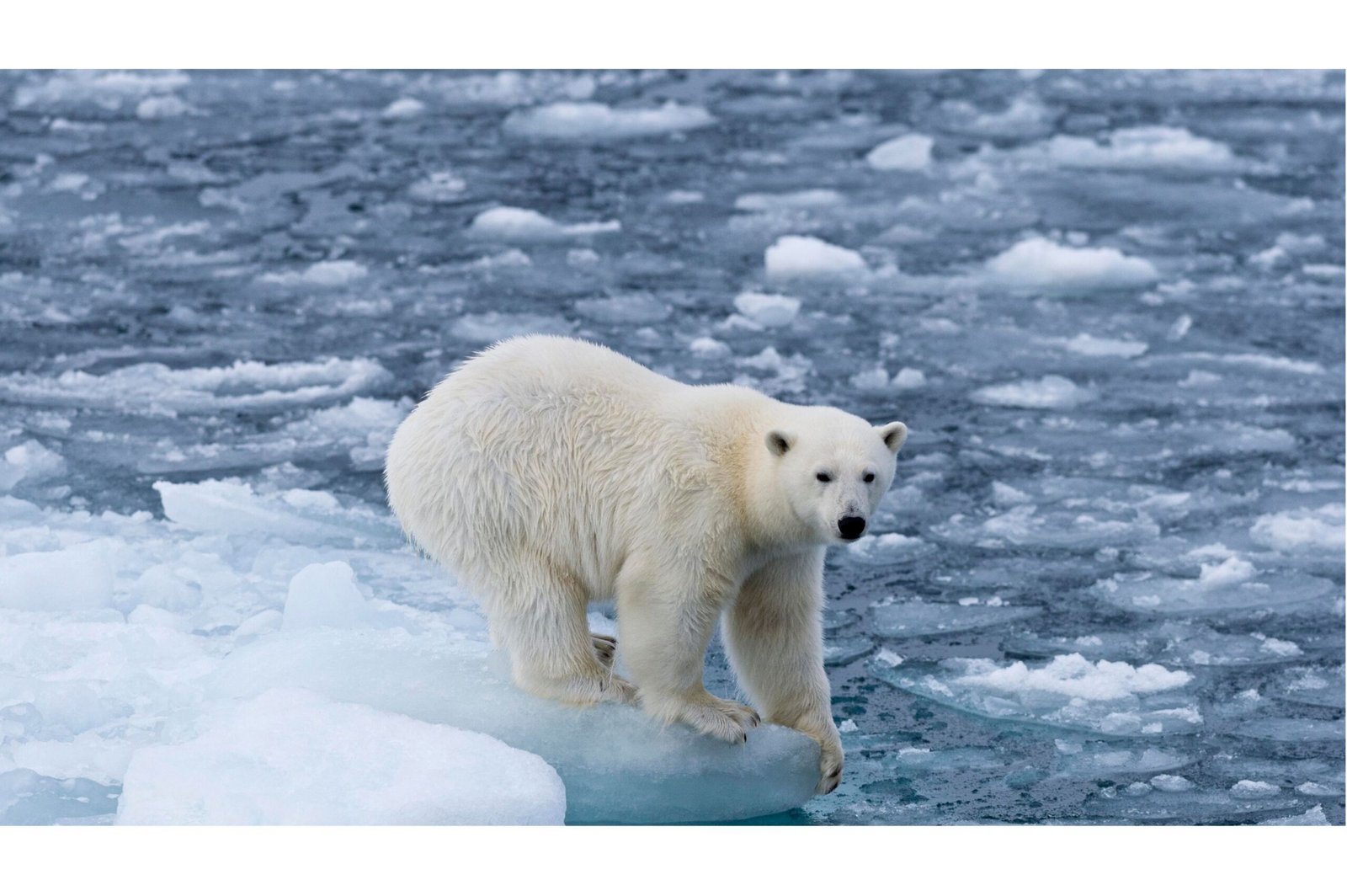 Monitoring Polar Bear Populations in a Warming Arctic