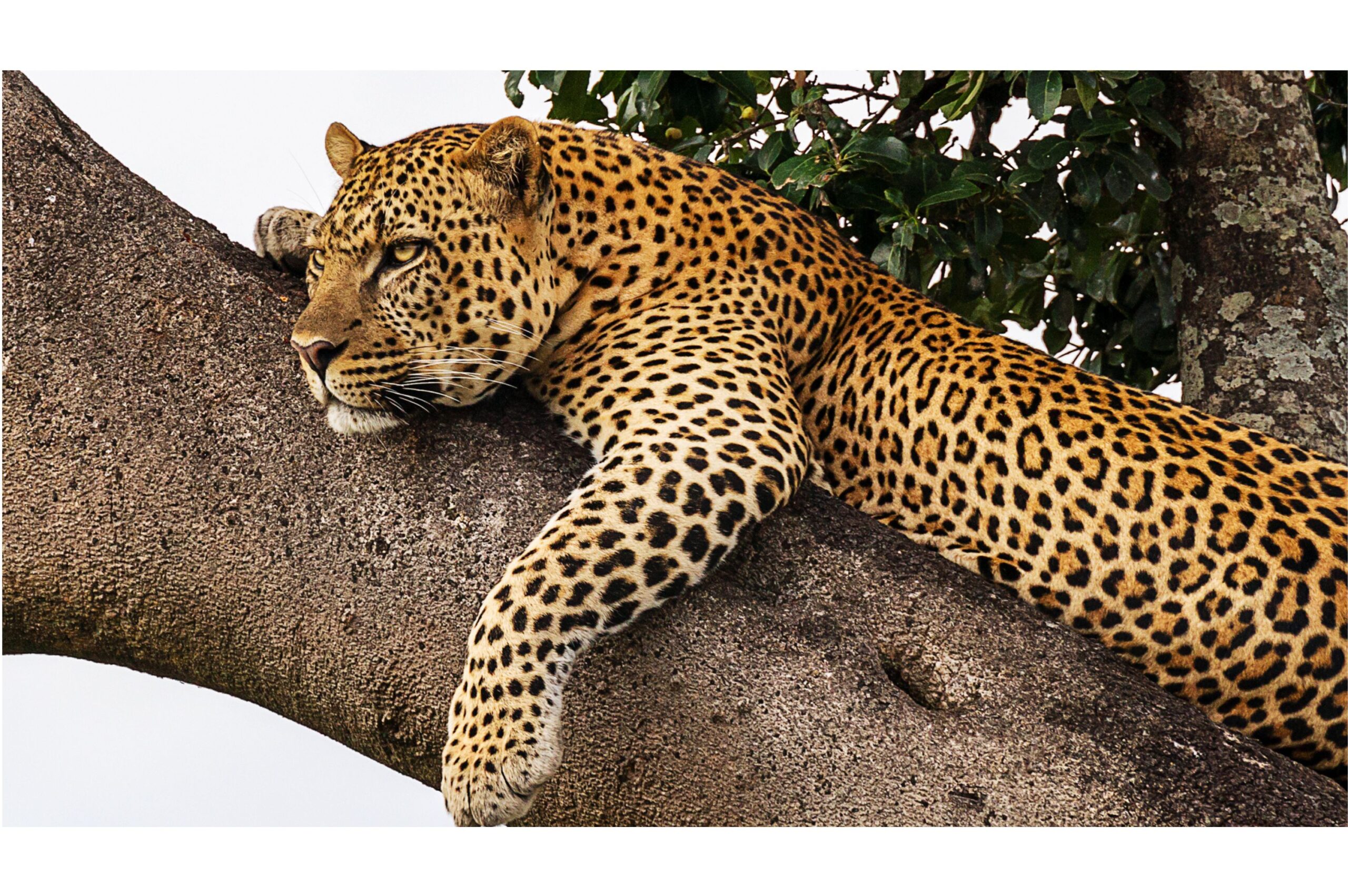How Quantum Computing Could Revolutionize Wildlife Conservation