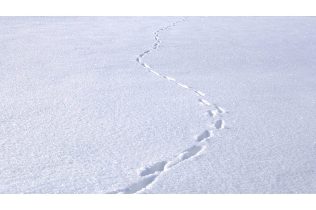 Tracks in the snow.