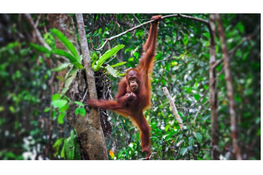 Orangutan in a tree.