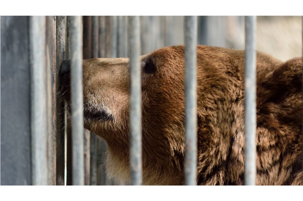Bear stuck in a cage.