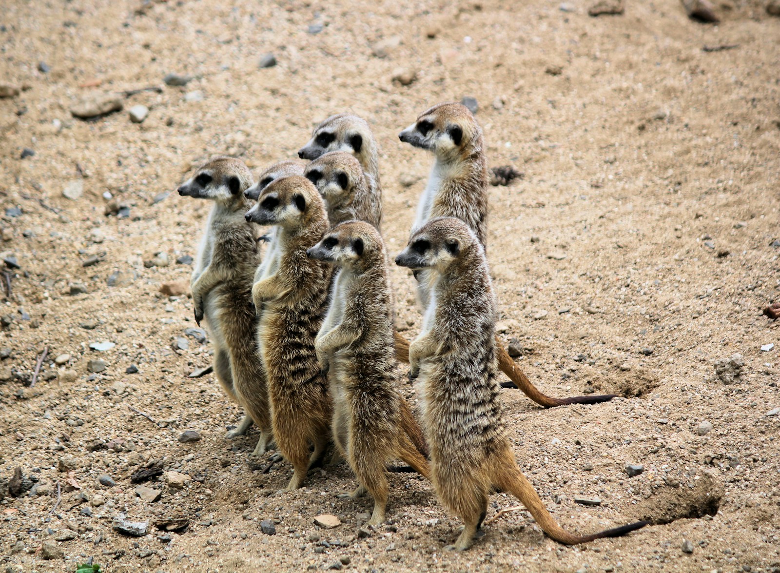 Meerkats Teach Their Young How to Hunt Scorpions