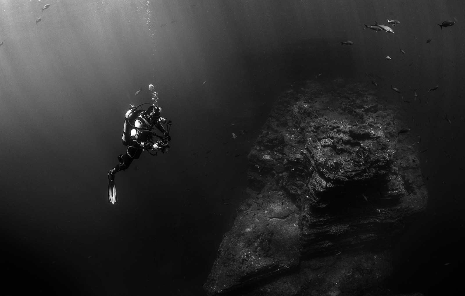 The Role of Deep Sea Creatures in Maintaining Oceanic Ecosystems
