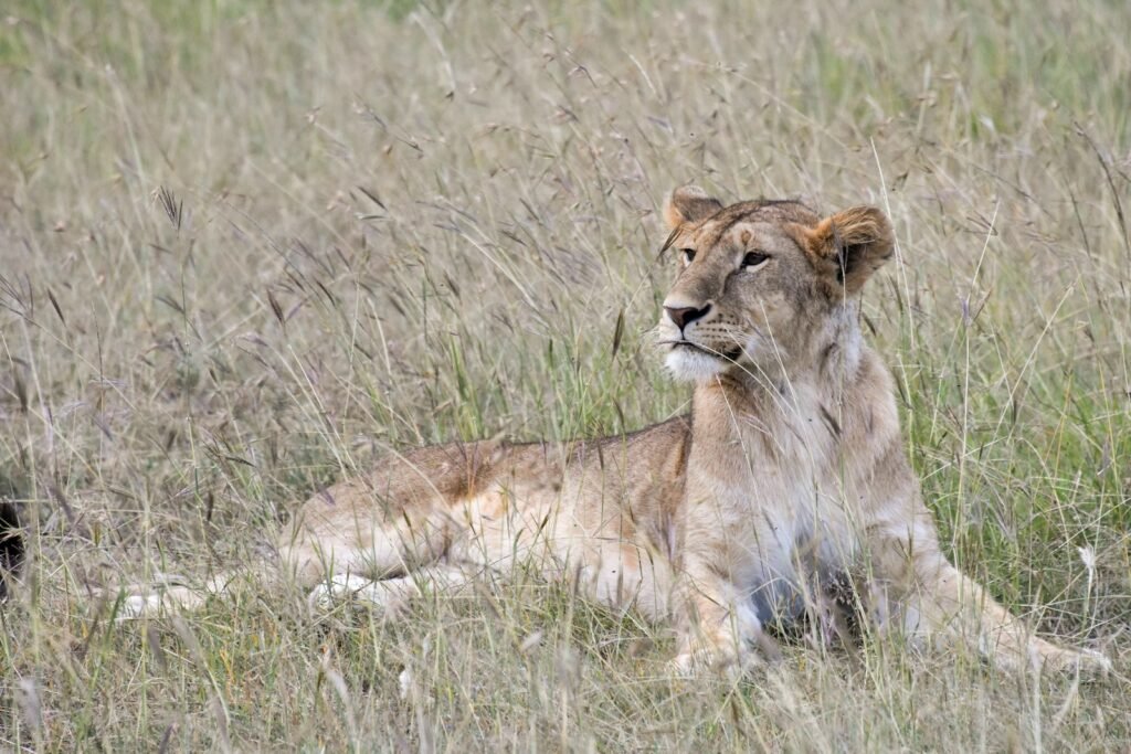 A lioness alert to her environment.