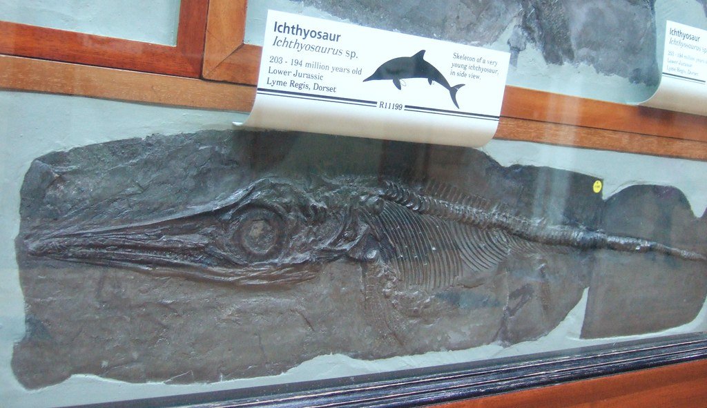 Another fossil of the Ichthyosaur in a museum.