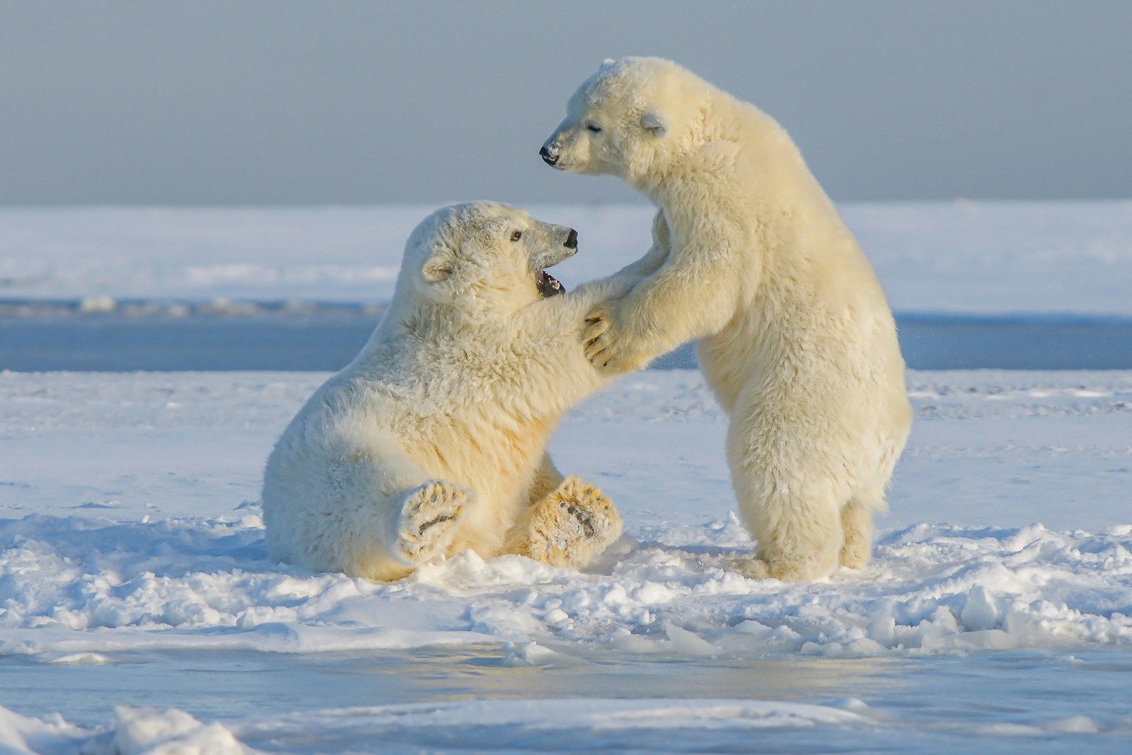 How Alaskas Polar Bears Are Adapting to a Changing Arctic
