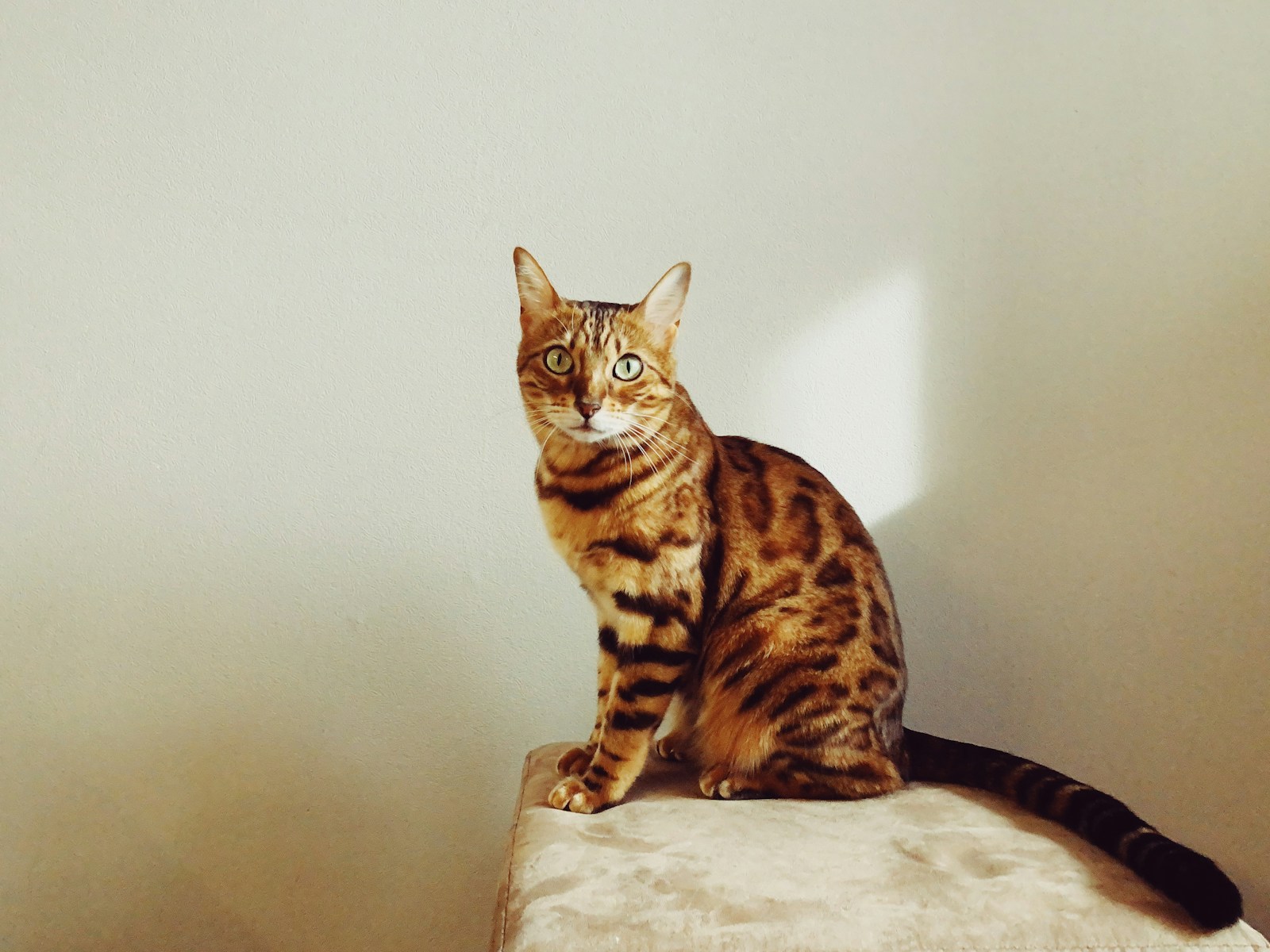 Can Cats Be Trained? The Science Behind Teaching Your Feline Friend New Tricks