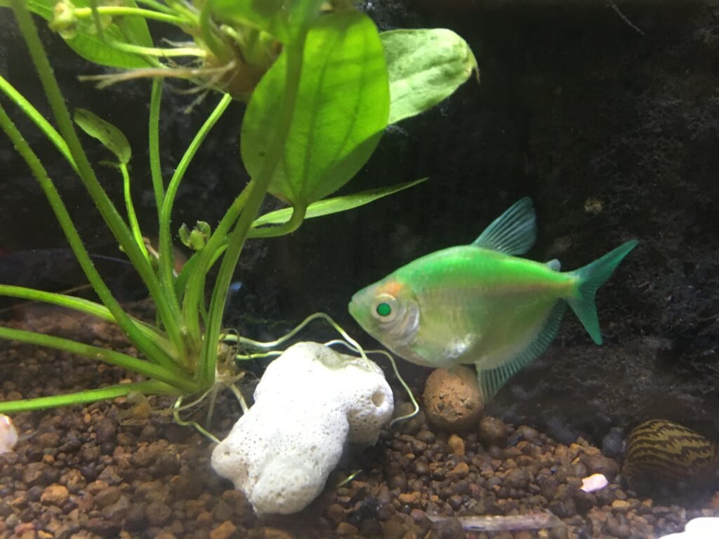 GloFish, genetically modified pet fish
