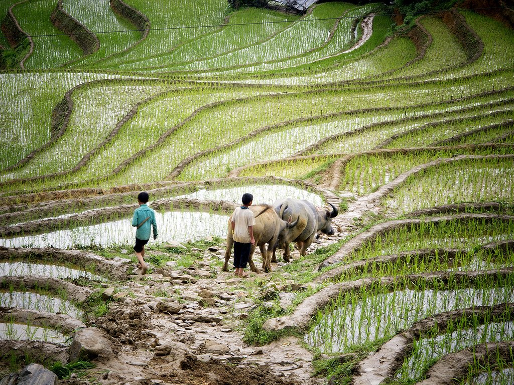 agriculture, farm, farming, ecosystem