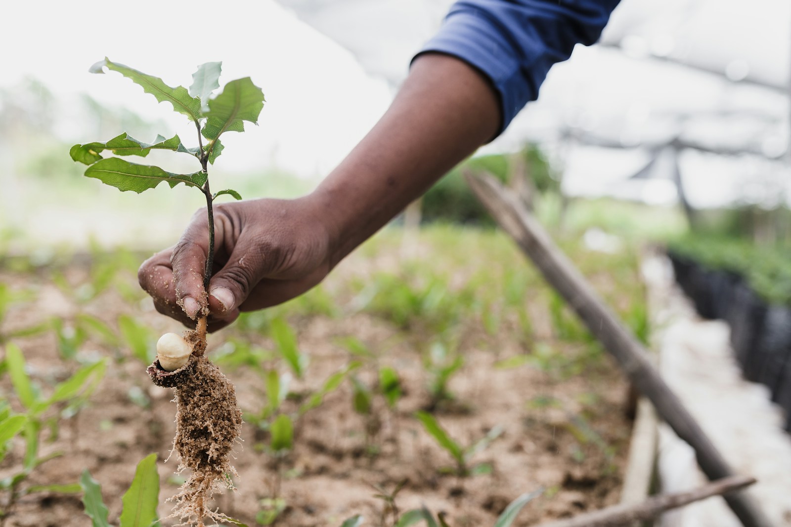 Restoring Native Forests: The Benefits of Reforestation Projects in New Zealand