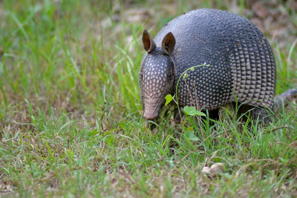 a small armadile walking through the grass