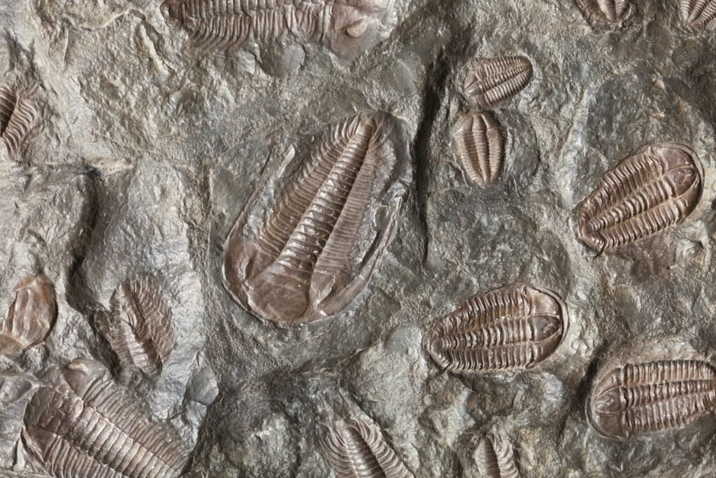 Fossils of trilobites