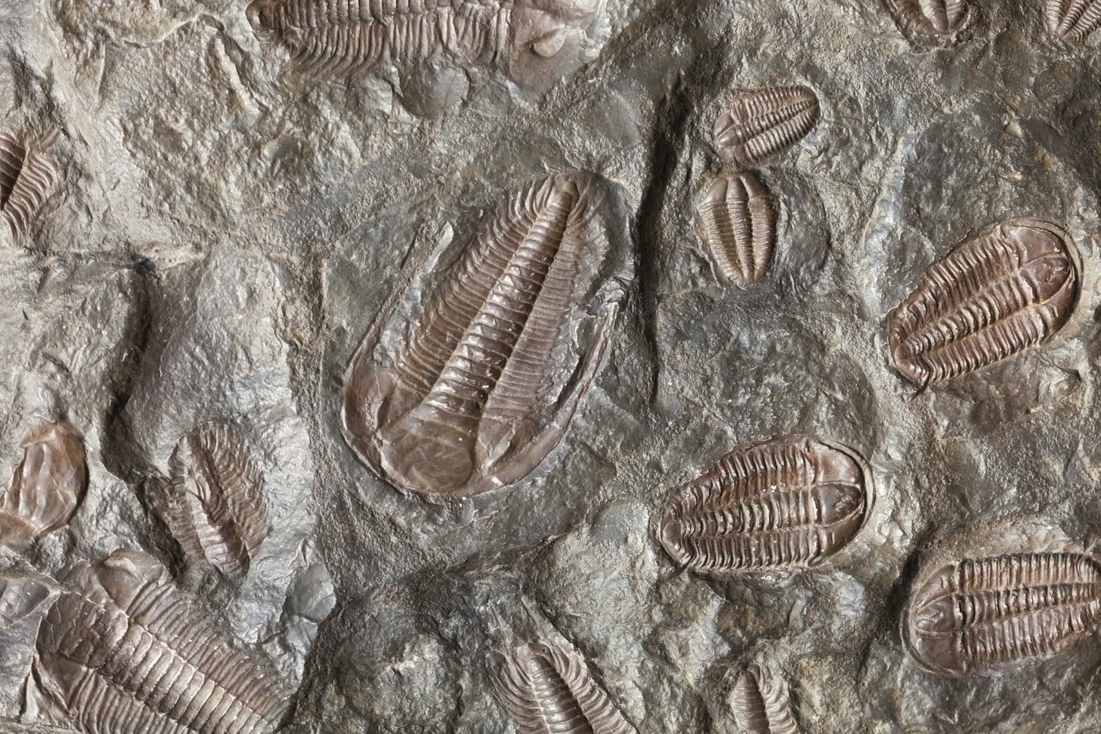The Trilobite: Ancient Marine Arthropods and Their Role in Earth’s History