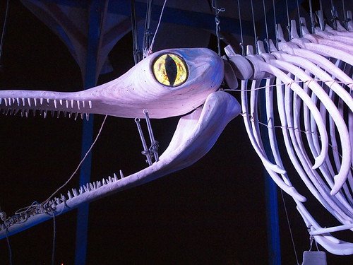 A display of an Ichthyosaur in a museum.