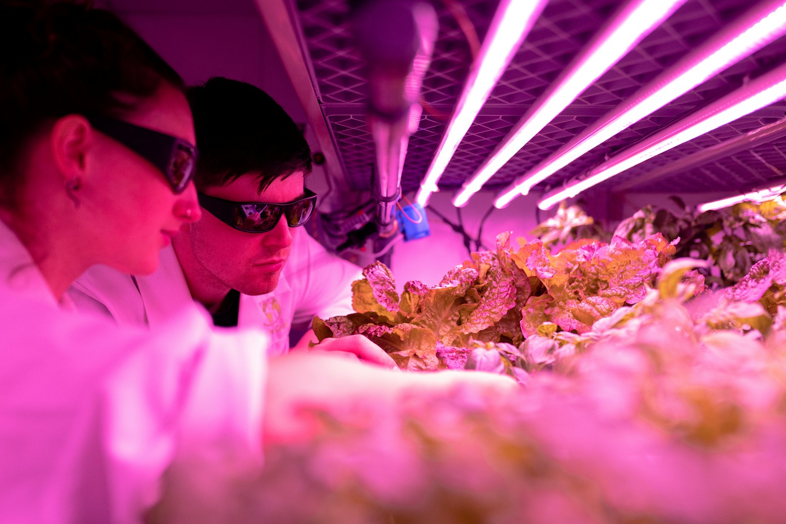 The Role of Genetic Engineering in Protecting Biodiversity
