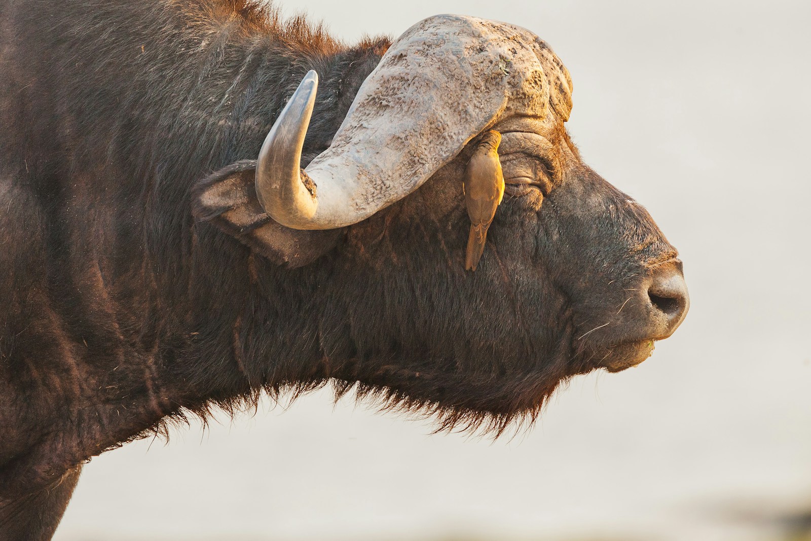 Evolutionary Arms Races How Animals Compete and Coevolve for Survival