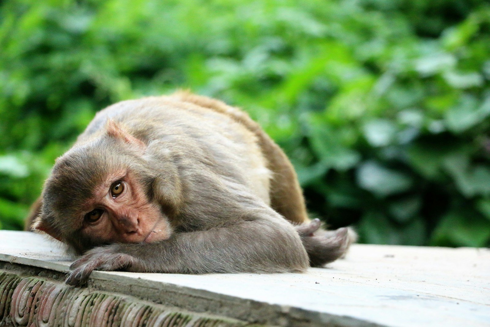 The Rhesus Monkey and the Discovery of the Rh Blood Factor