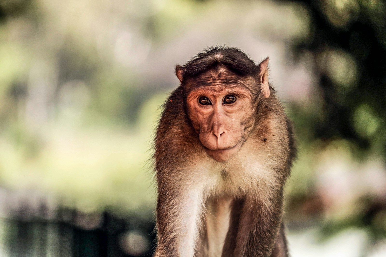 The Genetic Connection Between Humans and Other Primates