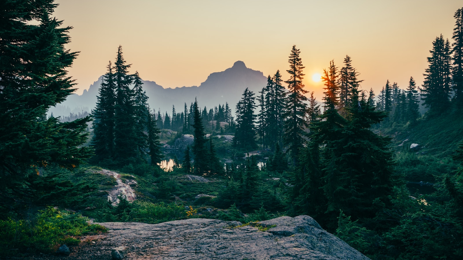 The Hidden Lives of Forests: How Trees and Plants Support Wildlife