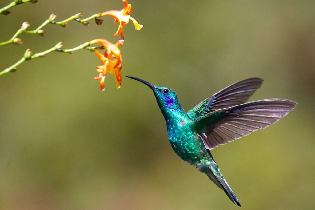 Hummingbird pollinating a flower.
