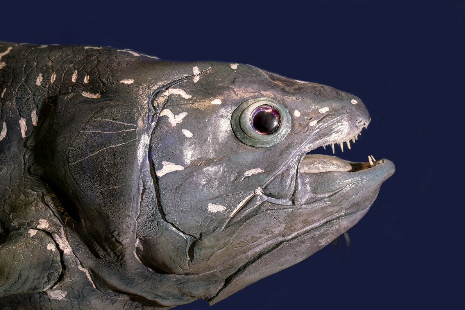 The Survival of the Fittest: How Some Ancient Species Avoided Extinction