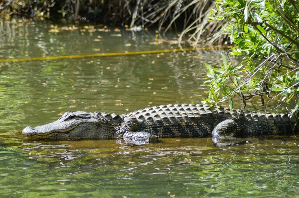 Alligator waiting for its prey on a lake.