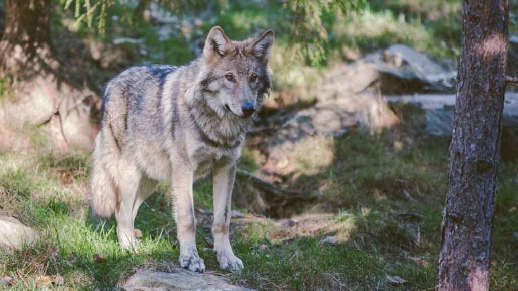 Gray and black wolf