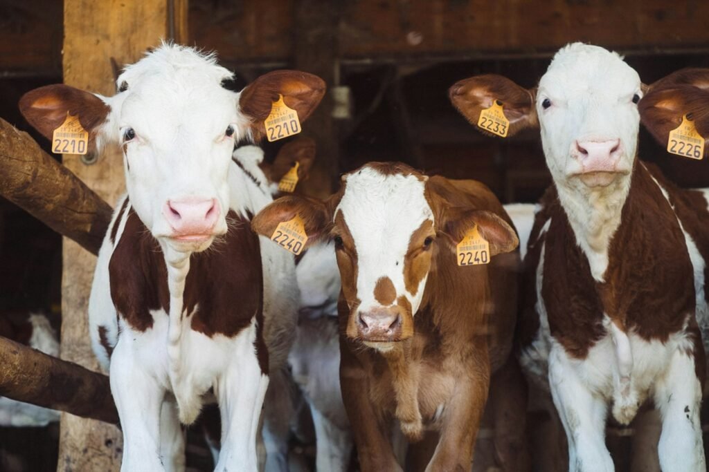Cows in a farm.