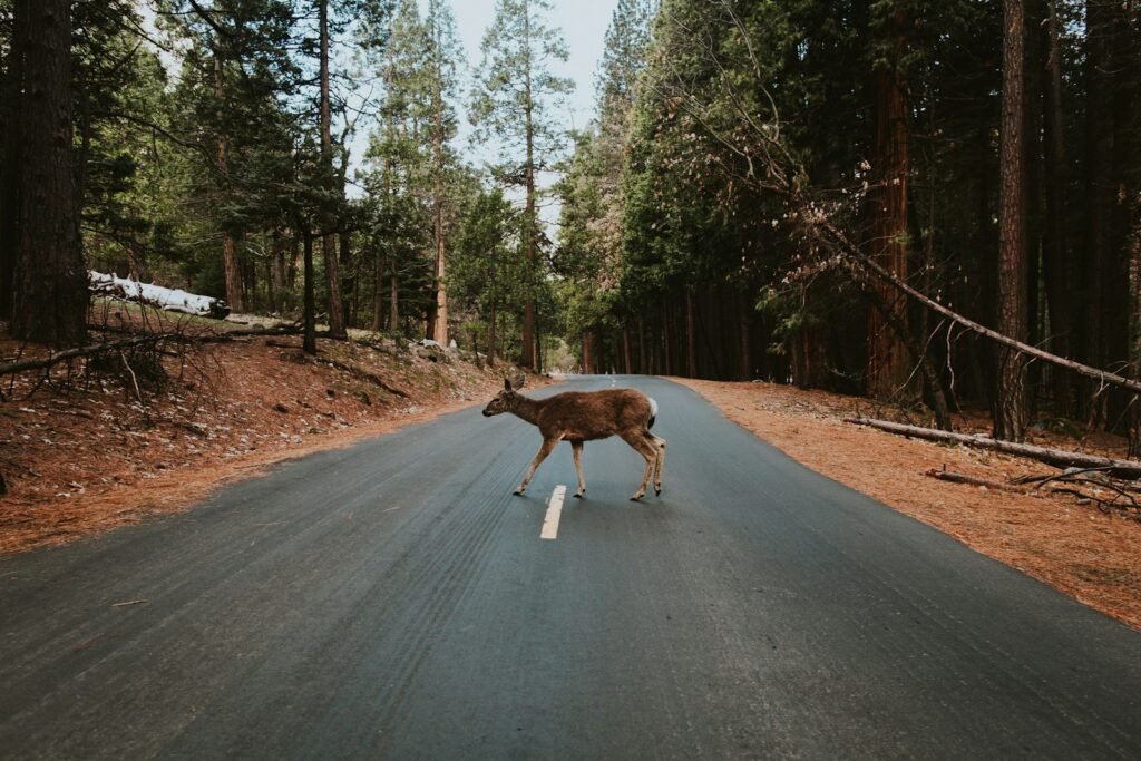 Deer on a road at the edge of the forest.
