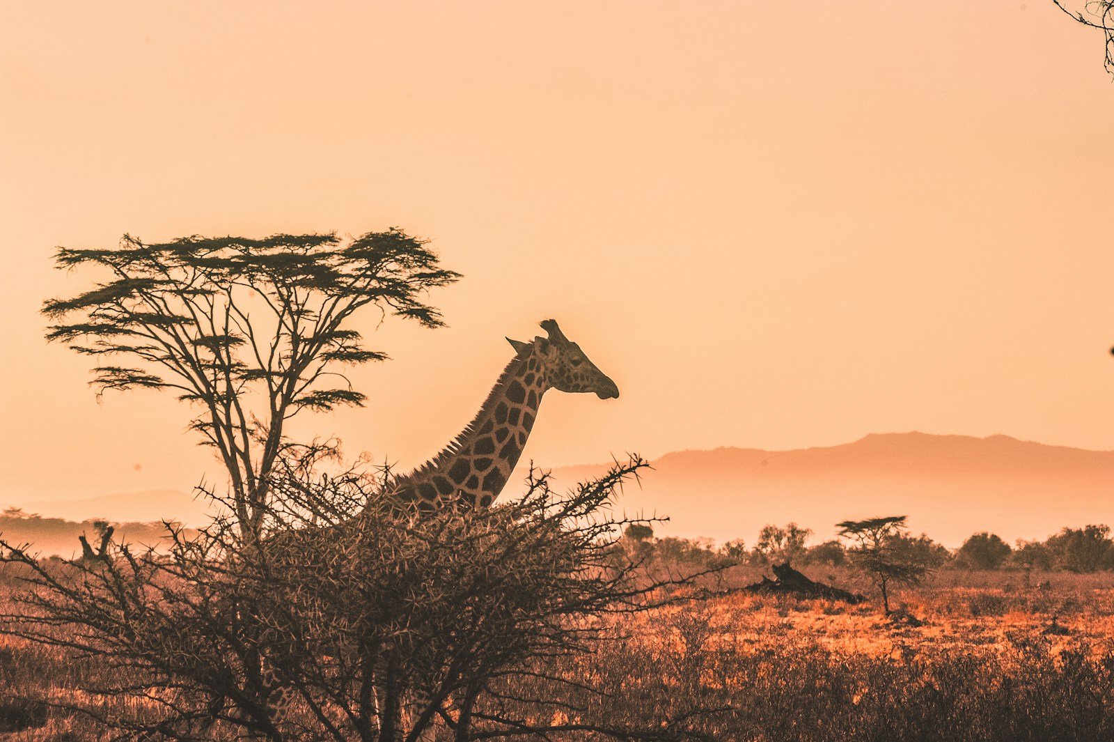 Why Giraffes Don’t Faint: The Strange Circulatory System That Defies Gravity