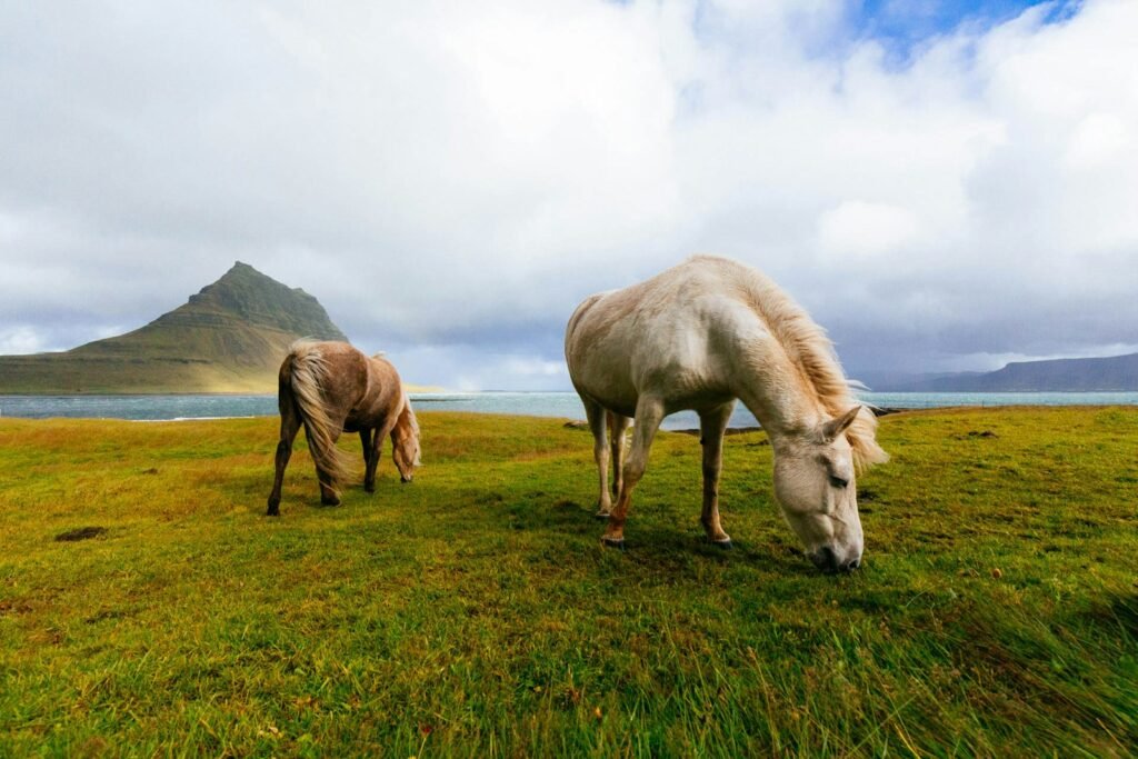 Horses naturally grazing on grass.
