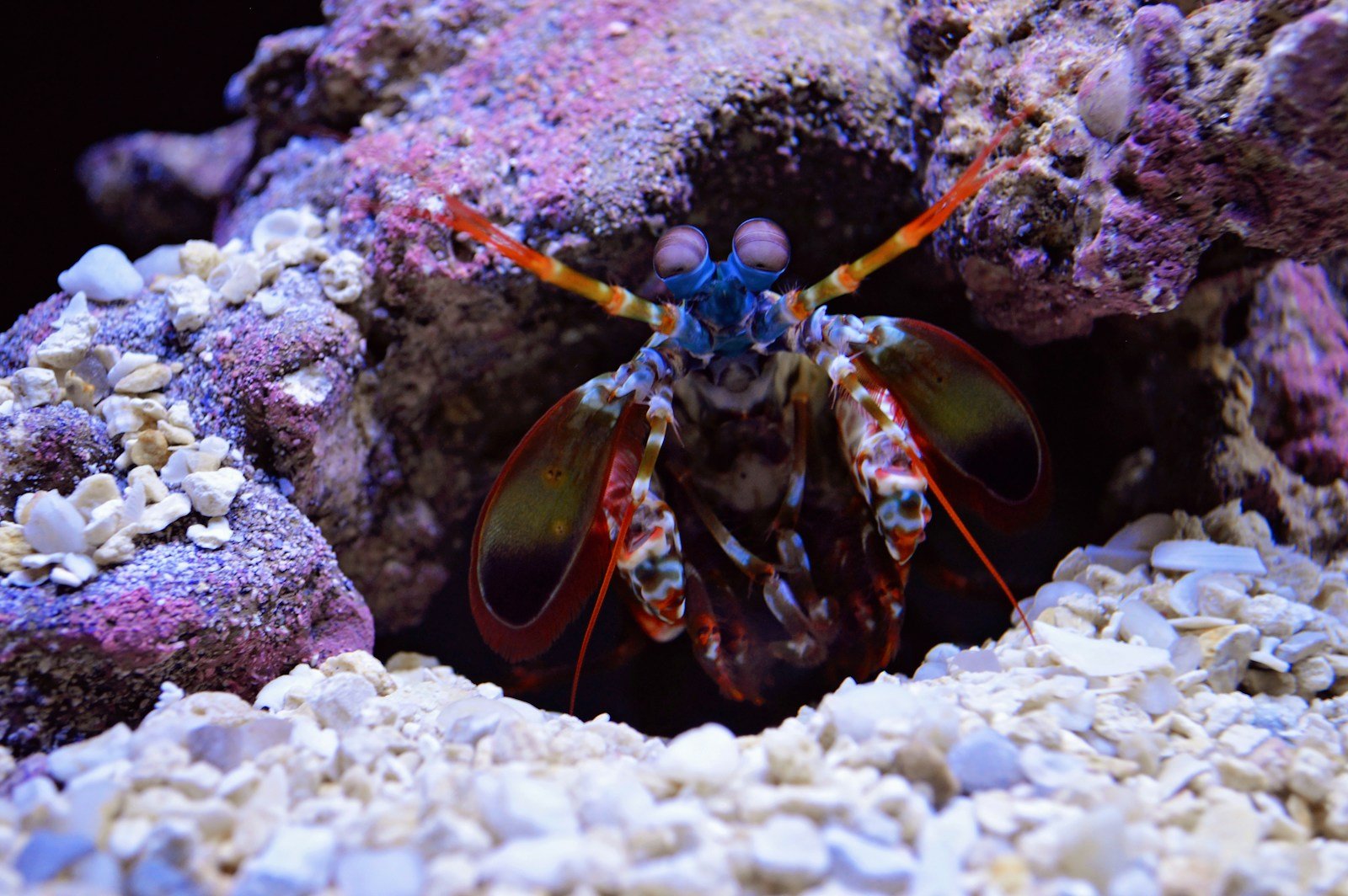How the Mantis Shrimp’s Vision Can Teach Us About Color Perception