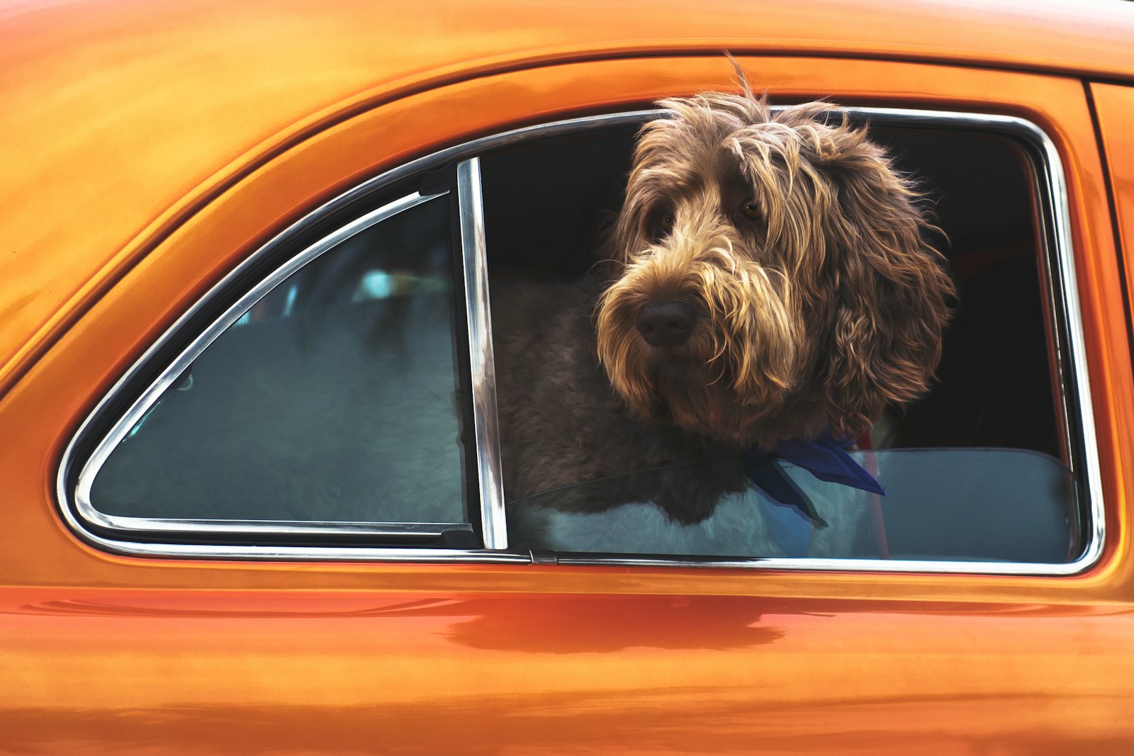 Can CBD Calm Canine Nerves in the Car? New Research Released