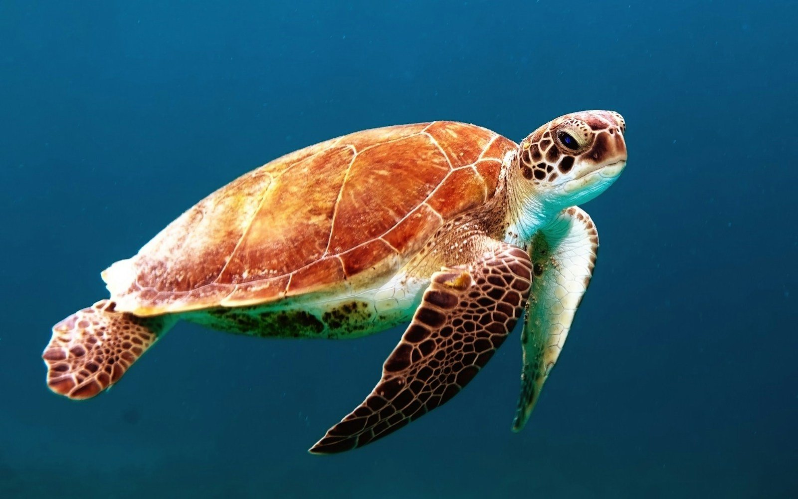 Why We Should Protect the Oceans Most Mysterious Creatures Sea Turtles