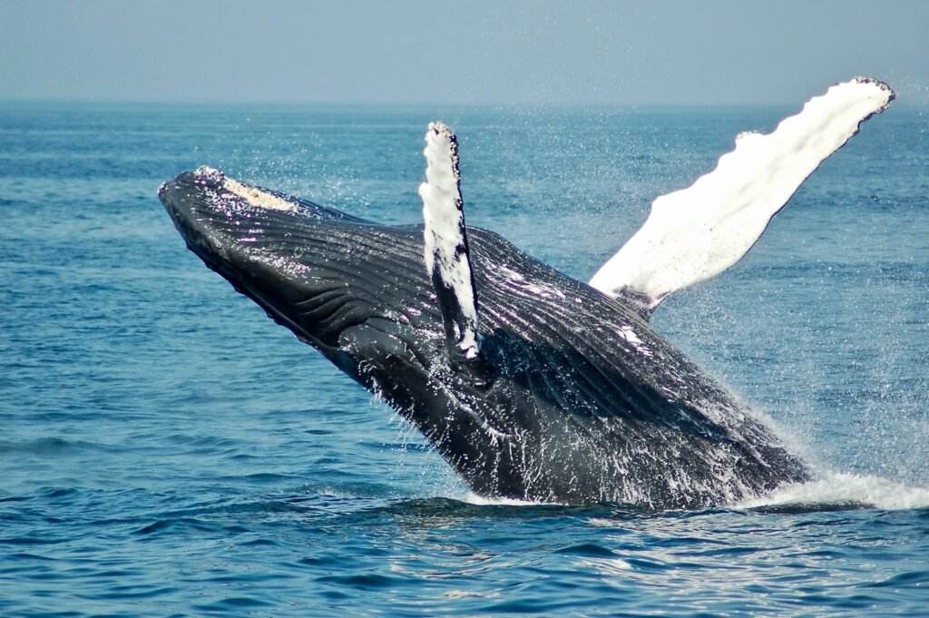 Blue whale jumping on sea.