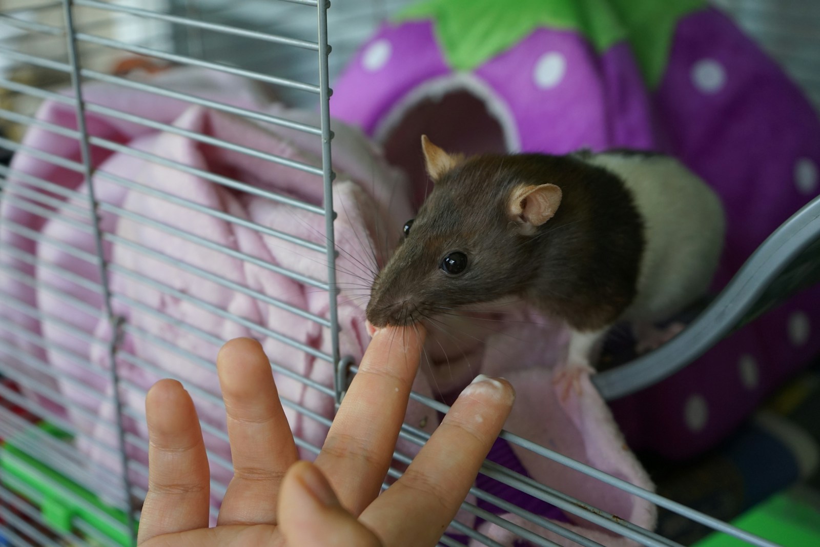 The Ethics of Using Animals in Scientific Research: Balancing Progress with Compassion