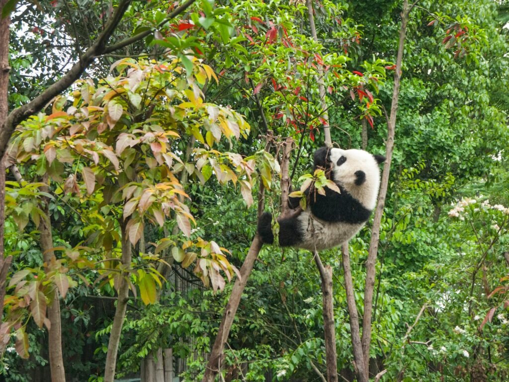 Panda foraging on a tree branch taken by a nearby camera trap.
