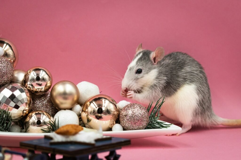 A rat eating food on a table.