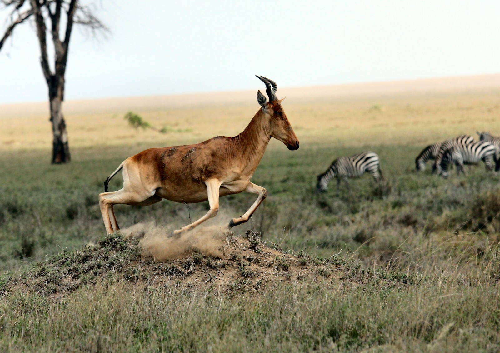The Impact of Eco-Tourism on Wildlife Conservation