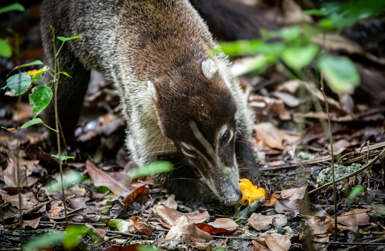 Survival Superpowers The Strangest Animal Adaptations on Earth