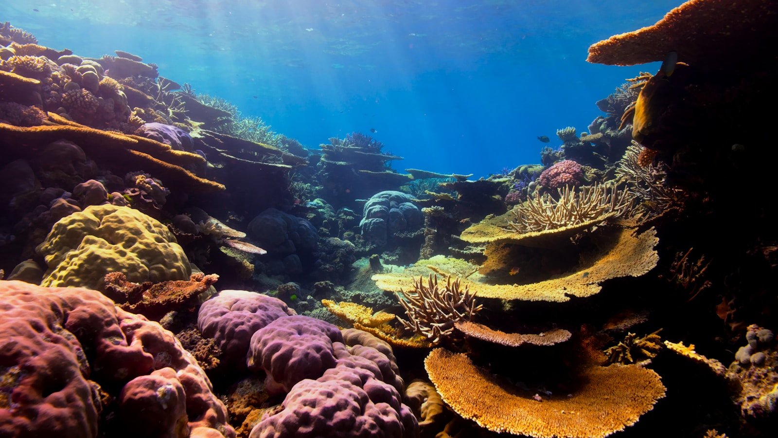 Coral Reefs: Why These Underwater Ecosystems are Vital to Marine Life