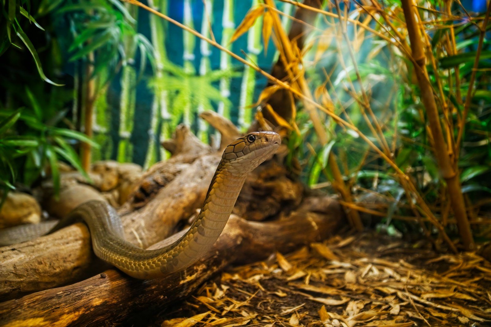 The Impact of Invasive Species on Native Animal Populations