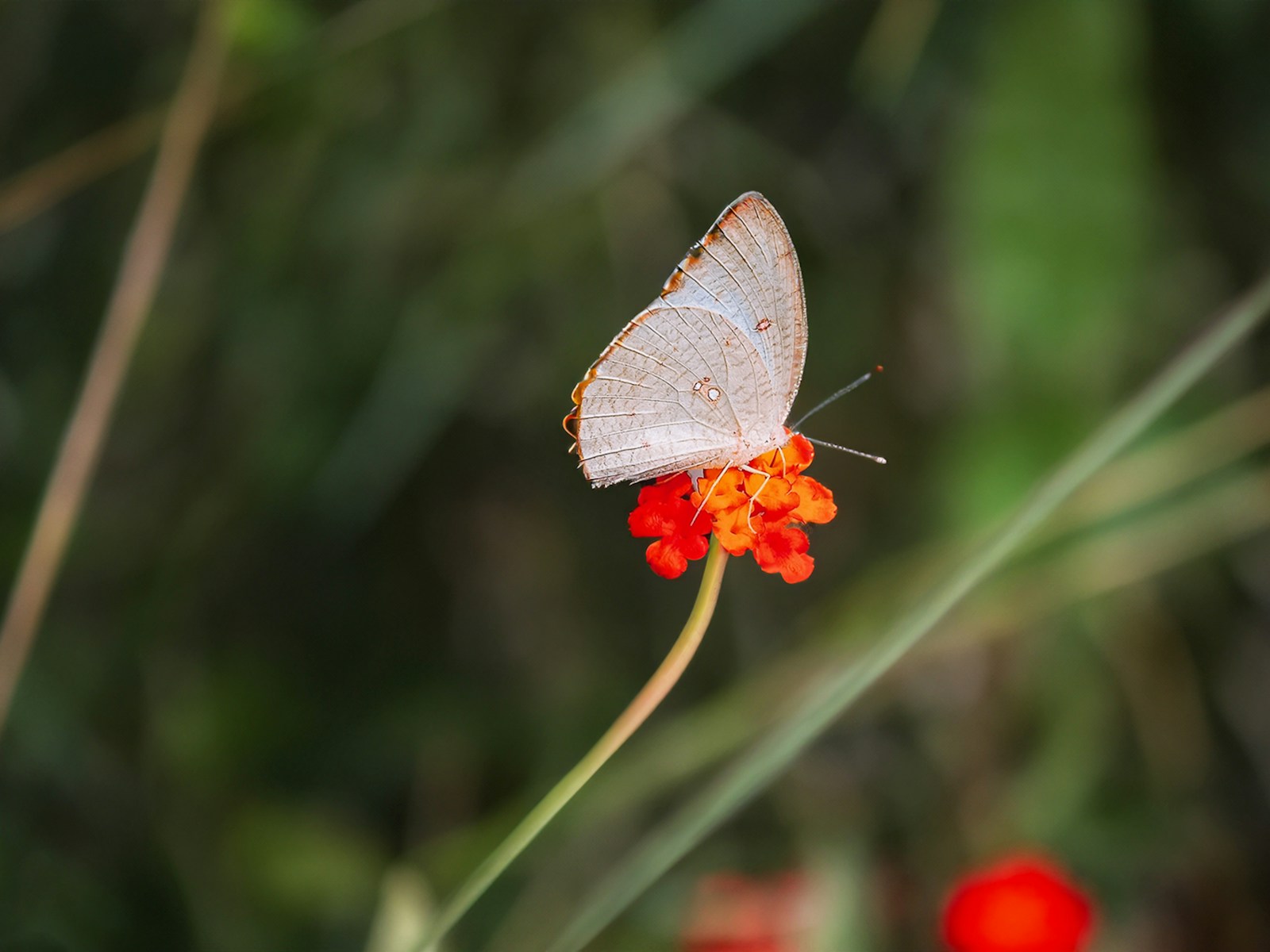 How Symbiosis Plays a Role in Evolution and Species Survival