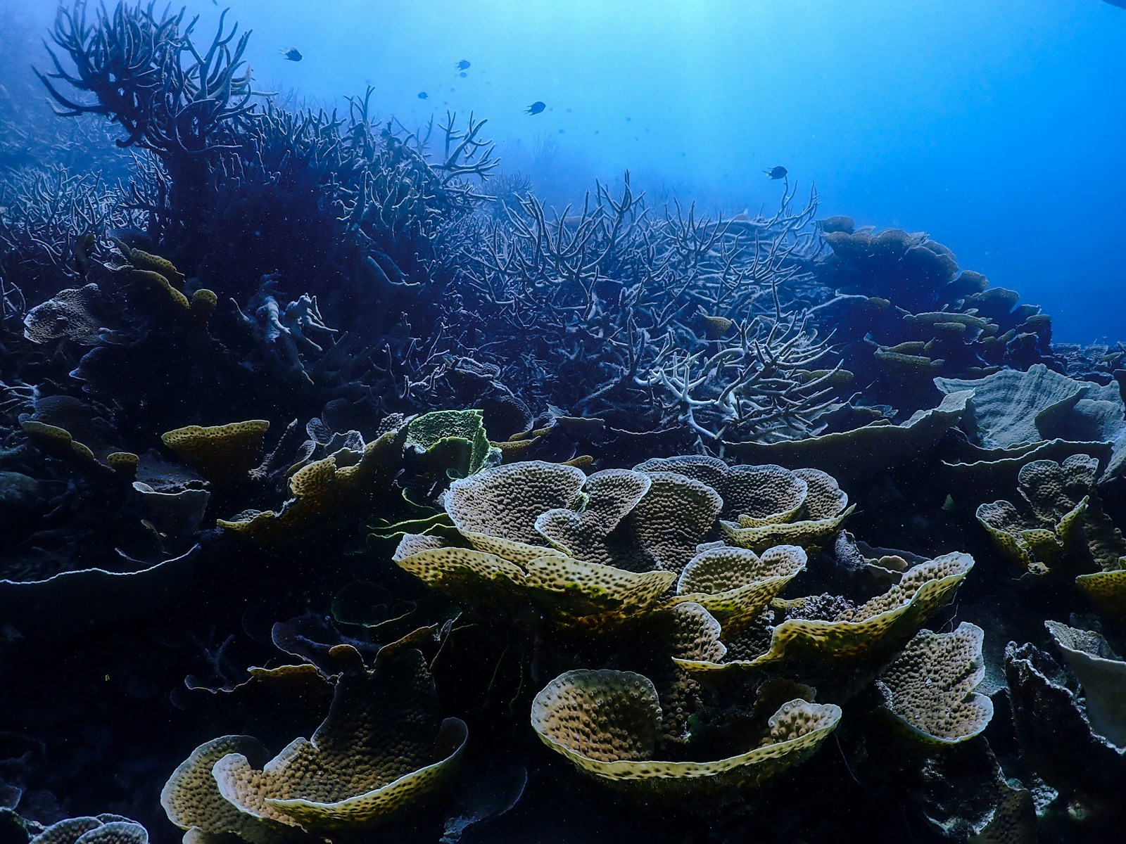 CRISPR in Marine Biology: Gene Editing to Protect Ocean Life
