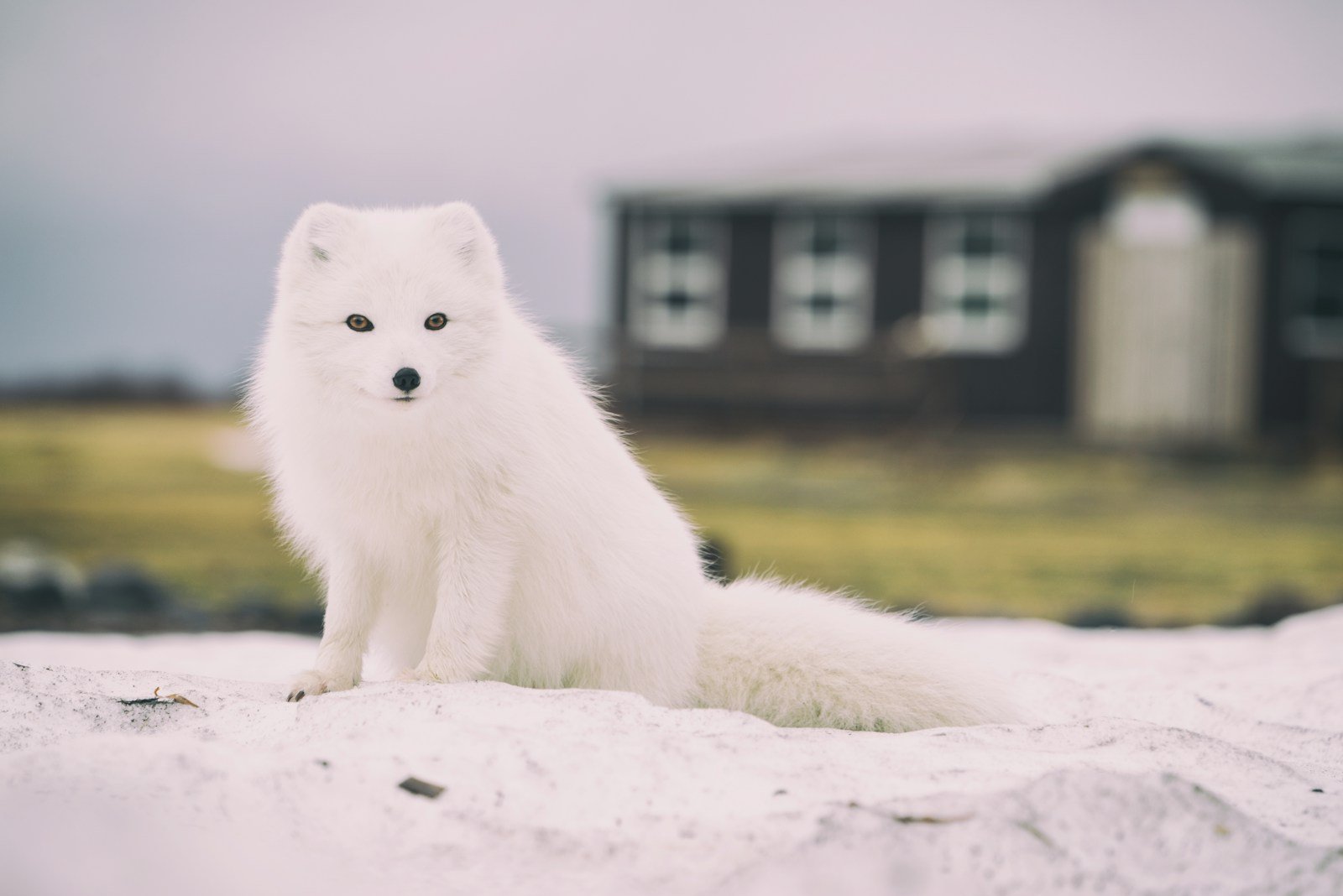 The Arctic Fox Comeback: How Norway’s Rewilding Efforts Are Helping a Once-Endangered Species Thrive
