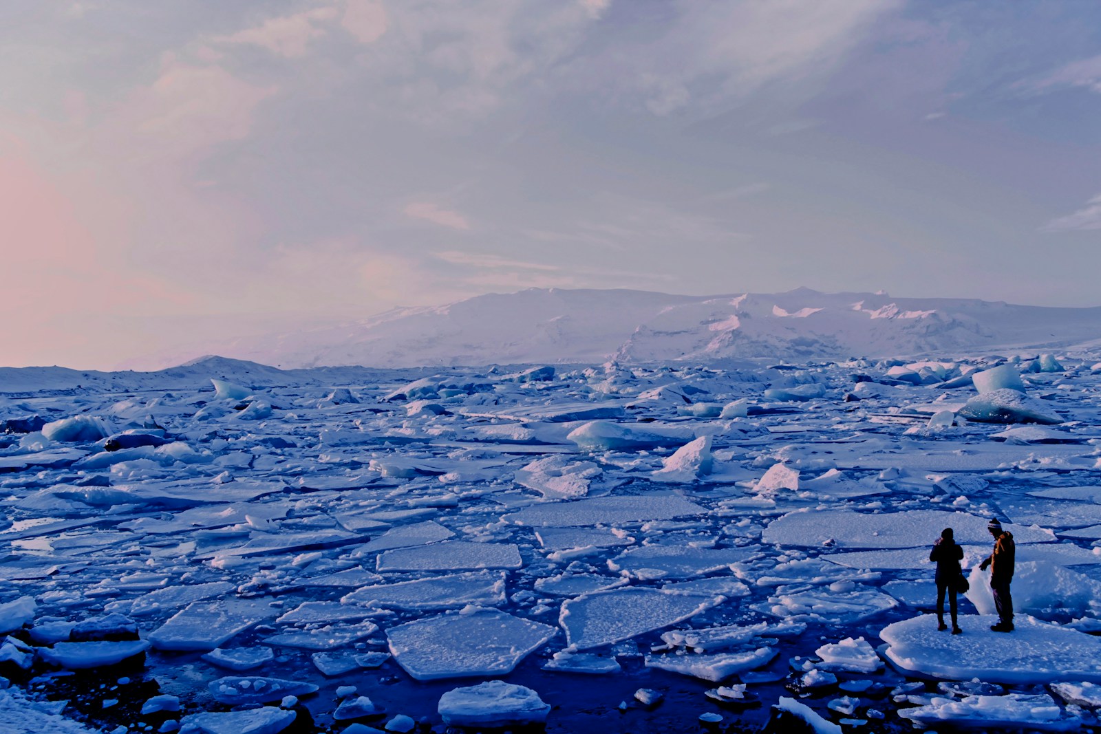 The Impact of Melting Ice on Arctic Wildlife